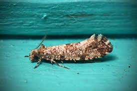 Attēlu rezultāti vaicājumam “Morophaga choragella”