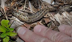 Attēlu rezultāti vaicājumam “Limax maximus”