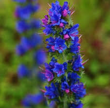 Attēlu rezultāti vaicājumam “Echium vulgare leaf”