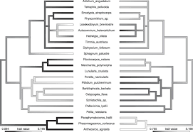 Attēlu rezultāti vaicājumam “Encalypta streptocarpa sporophyte”
