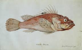 Image result for Scorpaena porcus