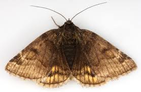 Attēlu rezultāti vaicājumam “Euclidia glyphica”