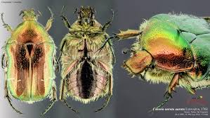 Attēlu rezultāti vaicājumam “Cetonia aurata imago”