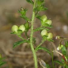 Attēlu rezultāti vaicājumam “Veronica scutellata fruit”