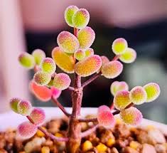 Attēlu rezultāti vaicājumam “Diderma globosum sessile”