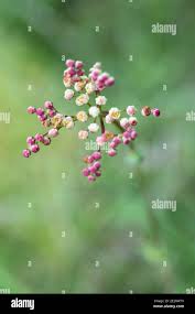 Attēlu rezultāti vaicājumam “Filipendula vulgaris bud”