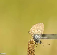 Attēlu rezultāti vaicājumam “Maculinea alcon”