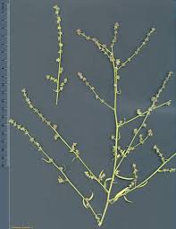 Attēlu rezultāti vaicājumam “Atriplex patula fruit”