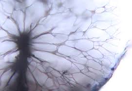 Attēlu rezultāti vaicājumam “Lamproderma gulielmae”