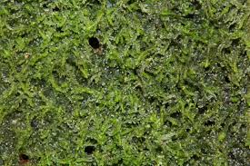 Attēlu rezultāti vaicājumam “Cephalozia catenulata”