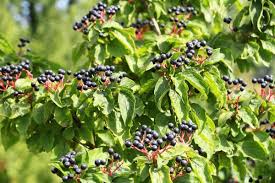 Attēlu rezultāti vaicājumam “Cornus sanguinea fruit”