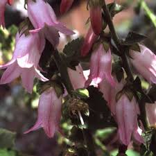 Attēlu rezultāti vaicājumam “Campanula cervicaria flower”
