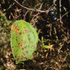 Attēlu rezultāti vaicājumam “Rhamnus cathartica fruit”