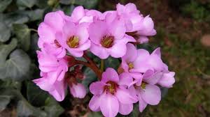 Attēlu rezultāti vaicājumam “Bergenia crassifolia flower”