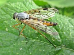 Attēlu rezultāti vaicājumam “Rhagionidae”