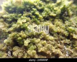 Attēlu rezultāti vaicājumam “Ptilidium pulcherrimum”