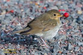 Image result for Catharus ustulatus