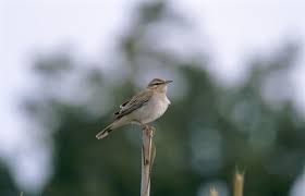 Image result for Cercotrichas galactotes