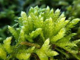 Attēlu rezultāti vaicājumam “Cirriphyllum piliferum”