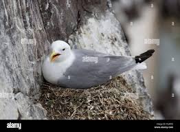 Attēlu rezultāti vaicājumam “Rissa tridactyla nest”