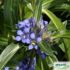 Attēlu rezultāti vaicājumam “Gentiana cruciata flower”