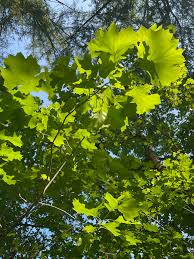 Attēlu rezultāti vaicājumam “leaf”