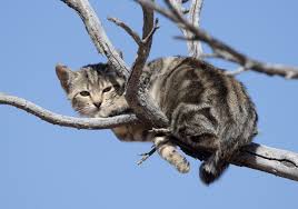 Attēlu rezultāti vaicājumam “Felis silvestris catus”