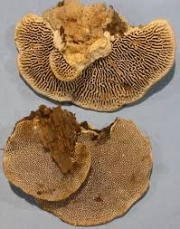 Attēlu rezultāti vaicājumam “Daedaleopsis confragosa”