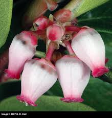 Attēlu rezultāti vaicājumam “Exobasidium uvae-ursi”