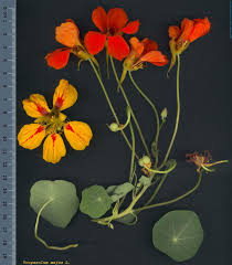 Image result for Tropaeolum majus