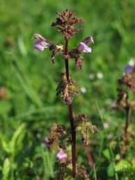 Attēlu rezultāti vaicājumam “Pedicularis palustris”