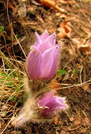 Attēlu rezultāti vaicājumam “Pulsatilla patens fruit”
