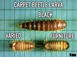 Attēlu rezultāti vaicājumam “Anthrenus sp. larva”