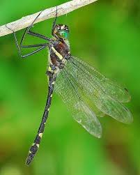 Attēlu rezultāti vaicājumam “Comatricha fragilis macro”