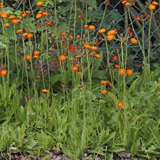 Image result for Hieracium aurantiacum