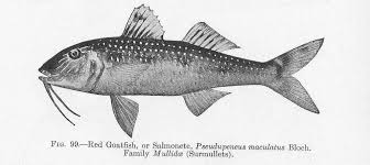 Image result for Pseudupeneus maculatus