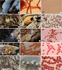 Attēlu rezultāti vaicājumam “Physarum notabile stalked”