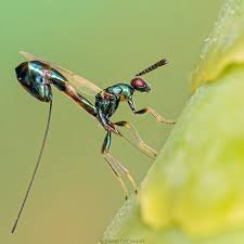 Attēlu rezultāti vaicājumam “Torymidae”