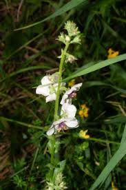Image result for Verbascum blattaria