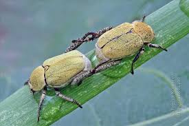 Attēlu rezultāti vaicājumam “Hoplia parvula”