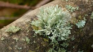 Attēlu rezultāti vaicājumam “Arthonia byssacea”