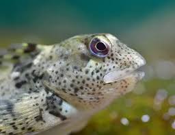 Image result for Carpiodes velifer