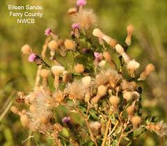Attēlu rezultāti vaicājumam “Cirsium arvense leaf”