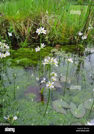 Attēlu rezultāti vaicājumam “Hottonia palustris flower”