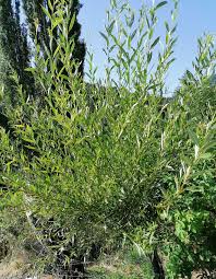 Attēlu rezultāti vaicājumam “Salix x fragilis”