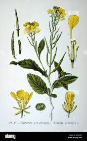 Attēlu rezultāti vaicājumam “Sinapis arvensis flower”