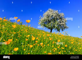 Attēlu rezultāti vaicājumam “Ranunculus acris fruit”