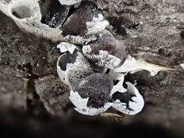 Attēlu rezultāti vaicājumam “Diderma cingulatum spores”