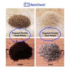 Image result for insect poop