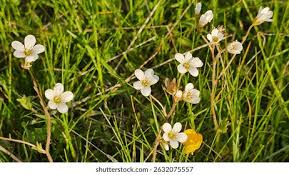 Attēlu rezultāti vaicājumam “Saxifraga granulata leaf”
